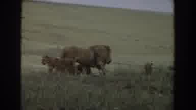 Irvine California (1974): Lion Family Walking In Grass Adult Male Adult Female And