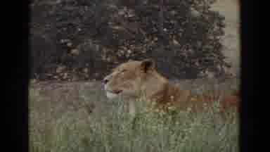 Irvine California (1974): A Lion Watching Its Prey Being Very Still In The Grass