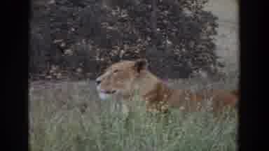Irvine California (1974): Lioness Lying In Tall Grass In Profile And Two Lion Cubs