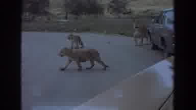 Irvine California (1974): Lost Feline And Puppies Amid The Dirt Road And