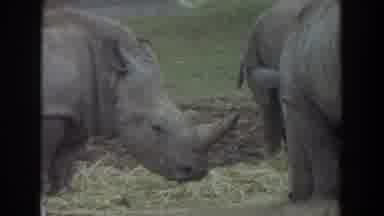 Irvine California (1974): Three Rhinos Grazing Near Two Cars Scene Being Filmed