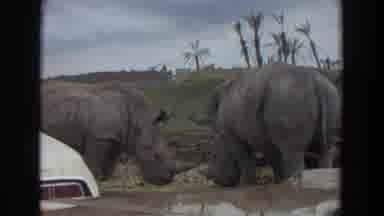 Irvine California (1974): Two Rhinoceros Eating Food Near The Car And Mud