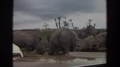Irvine California (1974): The Rhinos Eat Grass Or Drink Water As One Wanders