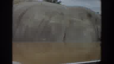 Irvine California (1974): A Boar Lifting His Head And Snout Off The Ground