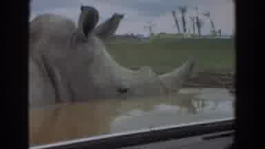 Irvine California (1974): Close Up View Of Pair Of White Rhinoceros On A Clear Day