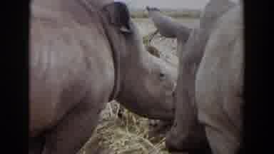 Irvine California (1974): Two Rhinos Standing Next To Each Other Eating Hay In