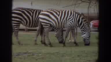 Irvine California (1974): Three Zebras Eating Grass While Slowly Stepping Forward