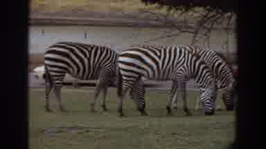 Irvine California (1974): Zebras And Other Animals Eating Grass Beside The Highway