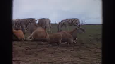 Irvine California (1974): Zebras And Antelope Grazing On Grass And Relaxing