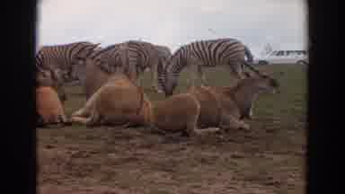 Irvine California (1974): A Pack Of Zebras And Horned Friends Chilling Out With A