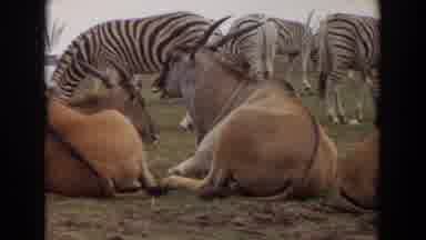 Irvine California (1974): Zebras And Antelopes Relaxing In The Jungle Of Wild