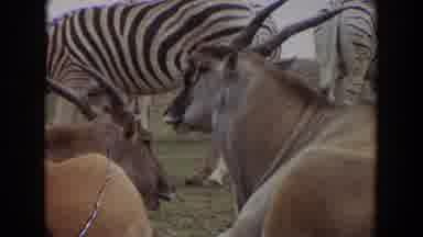 Irvine California (1974): Stroll At The Zoo On Holiday To Visit And Get To Know