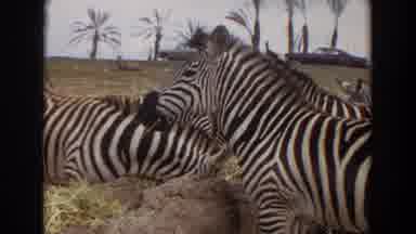 Irvine California (1974): Zebras Eating Grass In A Pasture