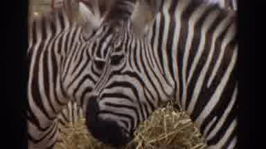 Irvine California (1974): Three Zebras Eating A Pile Of Hay In A Farm