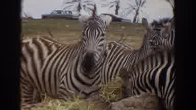 Irvine California (1974): Zebra Family Feast