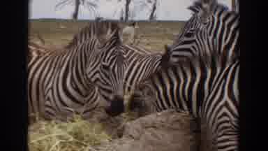 Irvine California (1974): A Pair Of Giraffe And A Pair Of Zebras In A Wildlife