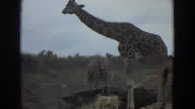 Irvine California (1974): Two Tall Beautiful Giraffes Eating Grass Outside During