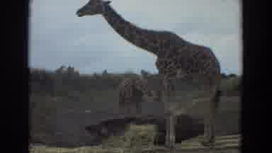 Irvine California (1974): Giraffes Eating Grass And Drinking On A Water Well