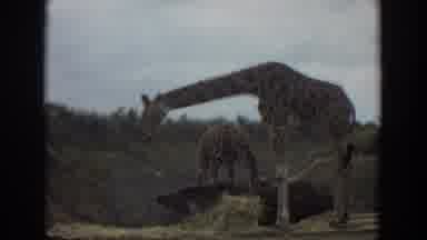 Irvine California (1974): Tall Slender Majestic Mama And Baby Enjoying The