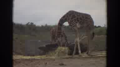 Irvine California (1974): Two Giraffes One Eats Hay At Animal Park Cloudy Sky