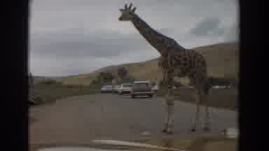 Irvine California (1974): A Giraffe Standing On The Road Between The Cars Parked