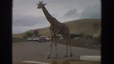 Irvine California (1974): Giraffe Walks Toward White Car In Middle Of Road On A