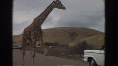 Irvine California (1974): A Giraffe Walking On The Road This Is A Pick Up Truck In