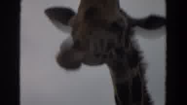 Irvine California (1974): Close Up Footage Of A Giraffe's Face And Footage Of A