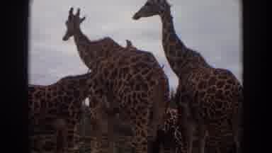 Irvine California (1974): A Group Of Giraffes Are Eating And Wondering