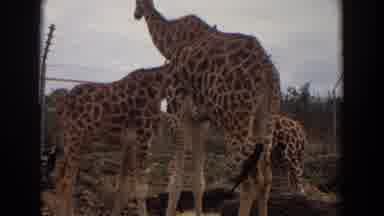 Irvine California (1974): Giraffes Roaming Around The Empty Road
