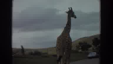 Irvine California (1974): Giraffes Walk Down A Road Toward A Parked Car In Rolling