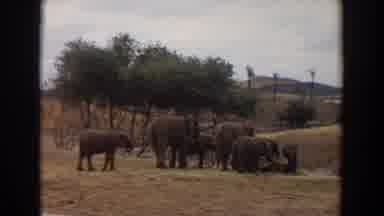 Irvine California (1974): Horde Of Elephants In Wildlife