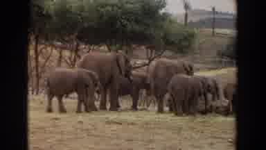 Irvine California (1974): Several Elephants Gathered Together Feeding Outdoors