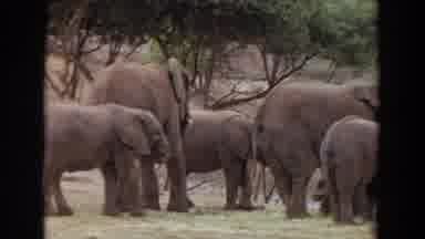 Irvine California (1974): Group Of Elephants Stand Together In The Middle Of The