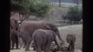 Irvine California (1974): Elephant Free Calf Food Wood Grass Tree Fence Bunche