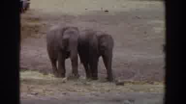 Irvine California (1974): Babies Elephants Eating Grass Shaking Tails Waiting For