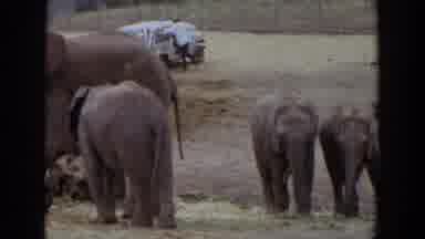 Irvine California (1974): Elephant Playing In The Zoo Animals Wheres A Car And A