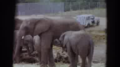 Irvine California (1974): Three Elephants Eating While Brown Gnu Crosses Road On A