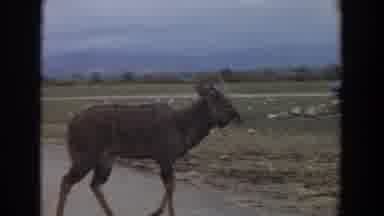 Irvine California (1974): A Four Legged Animal Of Some Sort Walking Across A