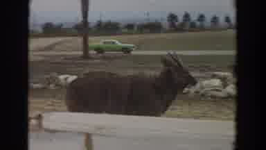 Irvine California (1974): An Old Goat Walking Towards The Four Elephants Who Are