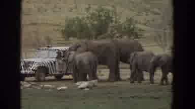 Irvine California (1974): Two Adult And Three Young Elephants Walk Over To The