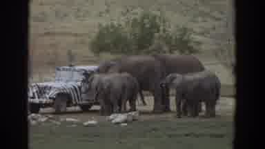 Irvine California (1974): A Curious Group Of Elephants Looking At The Car