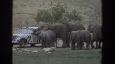 Irvine California (1974): Elephants Roaming Across A Safari And Going Towards The