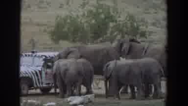 Irvine California (1974): Four Elephants Standing Beside A Black And White Jeep