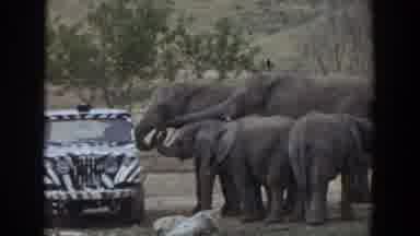 Irvine California (1974): Elephant Herd In Open Field Investigates Zebra Striped