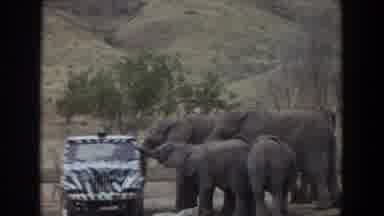 Irvine California (1974): Curious Elephants Control A Car During A Safari