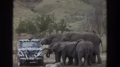Irvine California (1974): Grainy Footage Of A Safari With Elephants By A Range