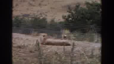 Irvine California (1974): The Cheetah He Sleeps In Captivity