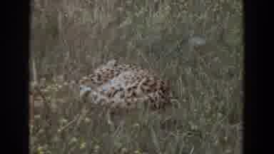 Irvine California (1974): View Of Leopard Sleeping In Green Grass On A Clear Day