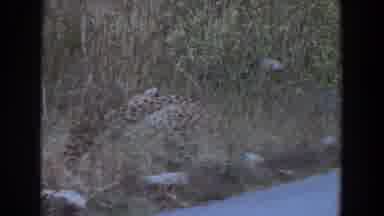 Irvine California (1974): A Cheetah Laying In The Grass And Then Crossing A Road